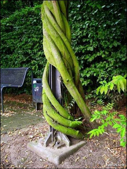 Amazing Strength of Nature