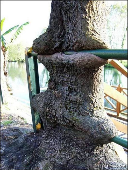 Amazing Strength of Nature