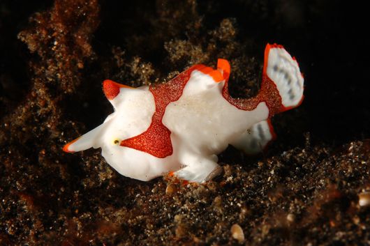 Amazing Underwater Creatures Photography