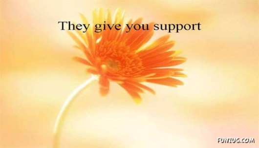 Friends Are Like Flowers