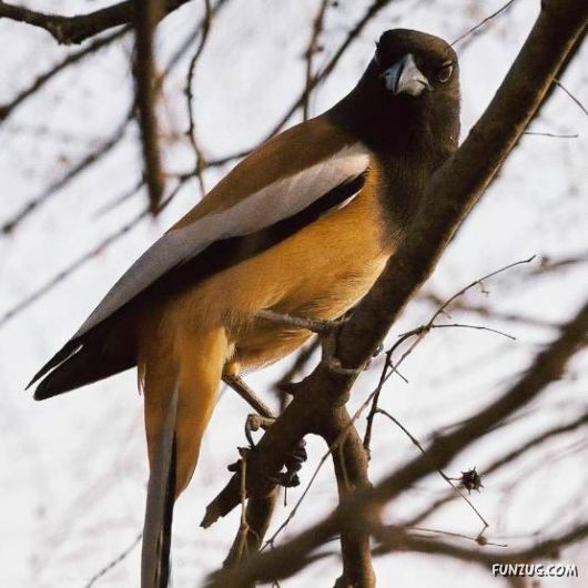 Ranthambore National Park, Rajasthan (India)?