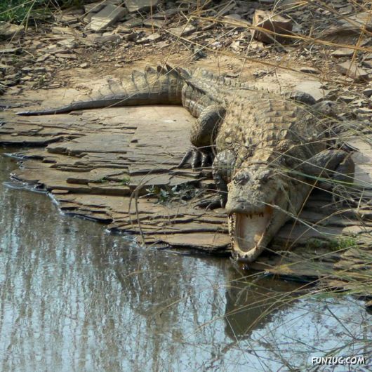 Ranthambore National Park, Rajasthan (India)?