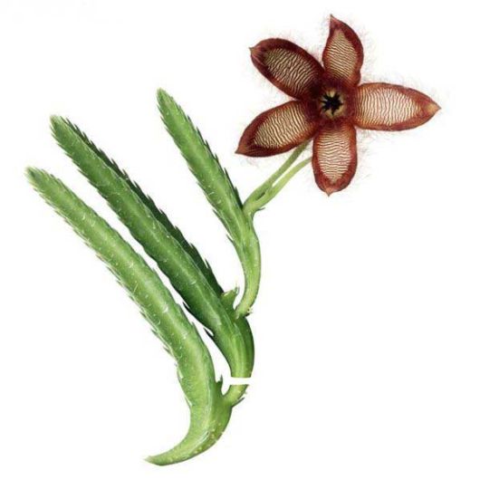 Strange Looking Creations of Nature