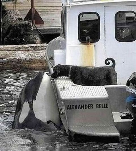 Superb Live Car Stunts