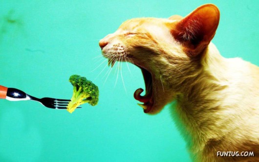 Click to Enlarge - Cool Animals Abstract Wallpapers