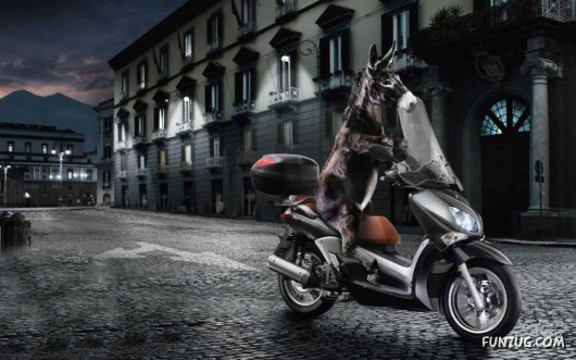 Click to Enlarge - Cool Animals Abstract Wallpapers