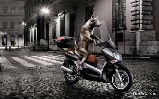 Click to Enlarge - Cool Animals Abstract Wallpapers