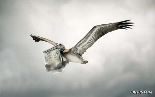 Click to Enlarge - Cool Animals Abstract Wallpapers