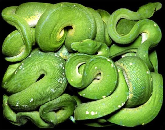 Click to Enlarge - Deadly Snakes Wallpapers