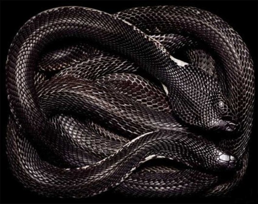 Click to Enlarge - Deadly Snakes Wallpapers