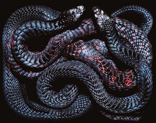 Click to Enlarge - Deadly Snakes Wallpapers
