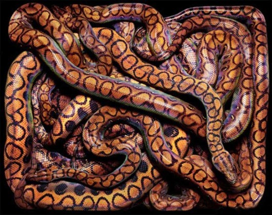 Click to Enlarge - Deadly Snakes Wallpapers