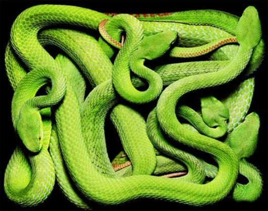 Click to Enlarge - Deadly Snakes Wallpapers