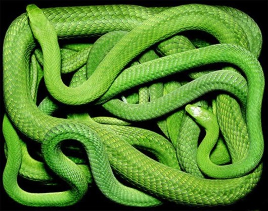 Click to Enlarge - Deadly Snakes Wallpapers