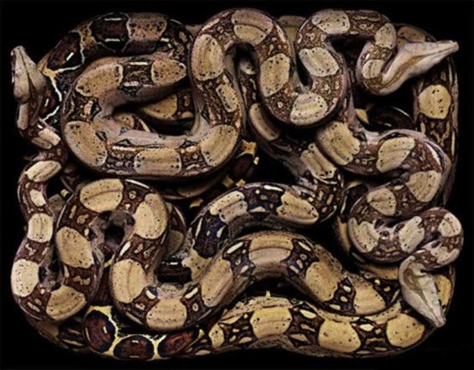 Click to Enlarge - Deadly Snakes Wallpapers