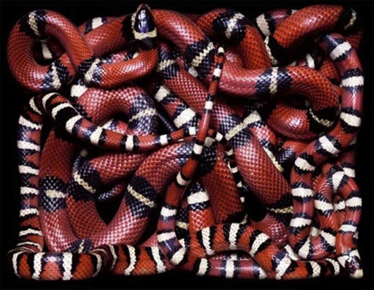 Click to Enlarge - Deadly Snakes Wallpapers