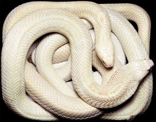 Click to Enlarge - Deadly Snakes Wallpapers