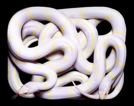 Click to Enlarge - Deadly Snakes Wallpapers