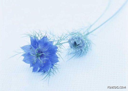 Click to Enlarge - Early Morning Glory Flowers