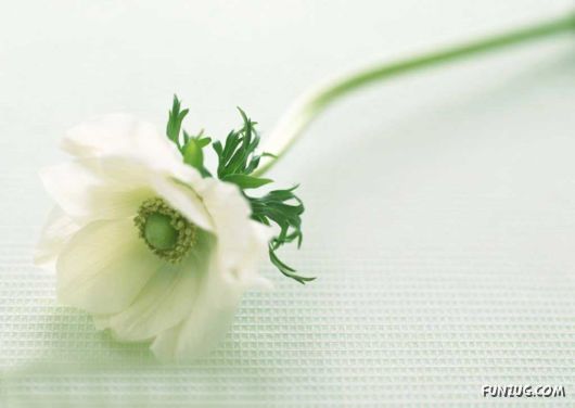 Click to Enlarge - Early Morning Glory Flowers