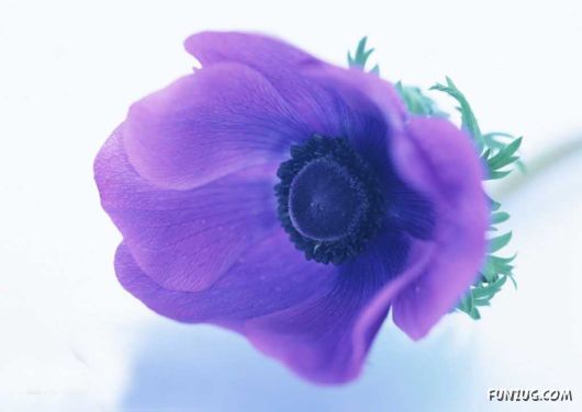 Click to Enlarge - Early Morning Glory Flowers