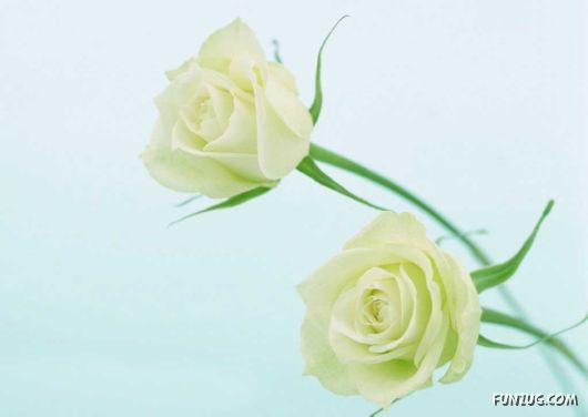 Click to Enlarge - Early Morning Glory Flowers