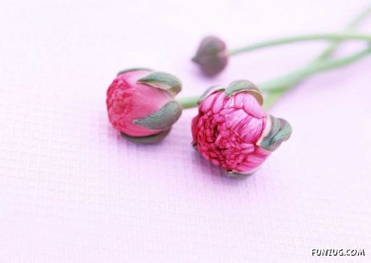 Click to Enlarge - Early Morning Glory Flowers