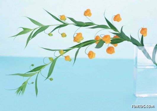 Click to Enlarge - Early Morning Glory Flowers