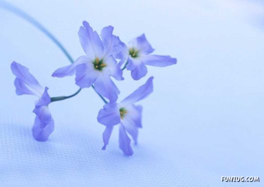 Click to Enlarge - Early Morning Glory Flowers