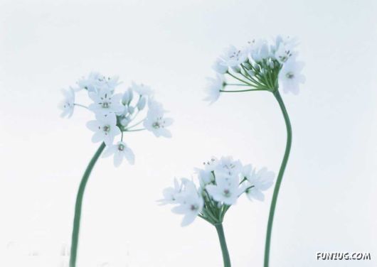 Click to Enlarge - Early Morning Glory Flowers