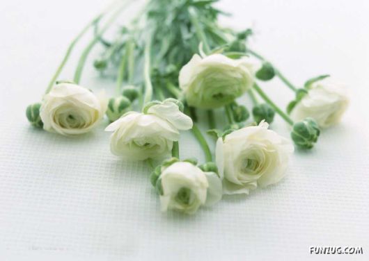 Click to Enlarge - Early Morning Glory Flowers