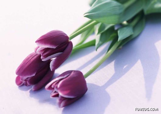 Click to Enlarge - Early Morning Glory Flowers