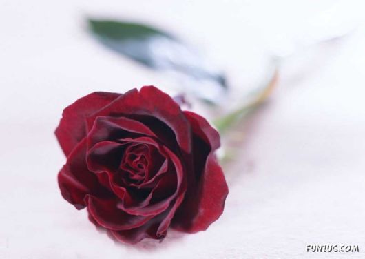 Click to Enlarge - Early Morning Glory Flowers