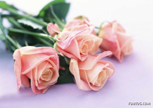 Click to Enlarge - Early Morning Glory Flowers