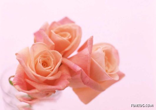 Click to Enlarge - Early Morning Glory Flowers