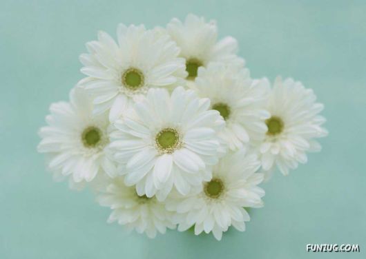 Click to Enlarge - Early Morning Glory Flowers