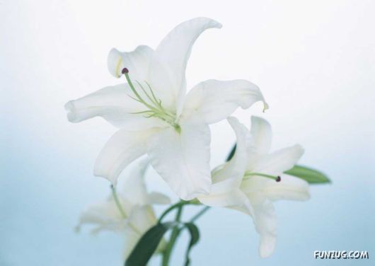 Click to Enlarge - Early Morning Glory Flowers