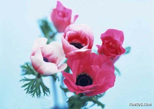 Click to Enlarge - Early Morning Glory Flowers