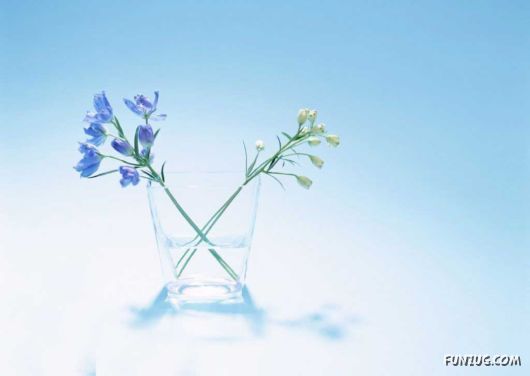 Click to Enlarge - Early Morning Glory Flowers
