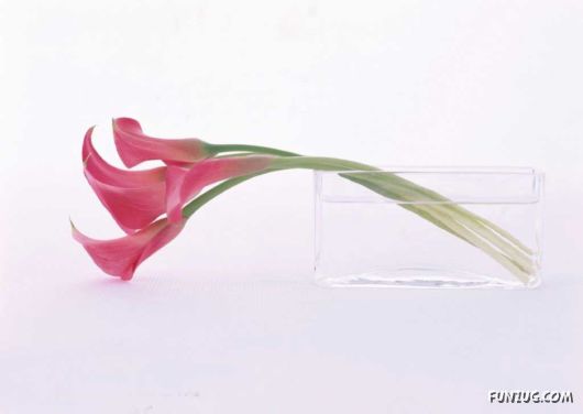 Click to Enlarge - Early Morning Glory Flowers