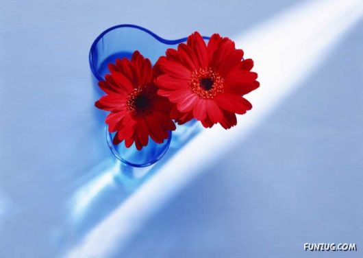 Click to Enlarge - Early Morning Glory Flowers