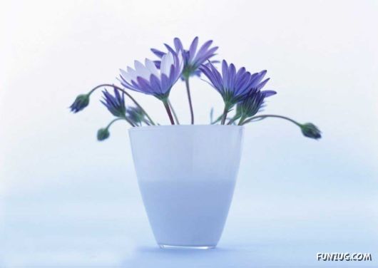 Click to Enlarge - Early Morning Glory Flowers