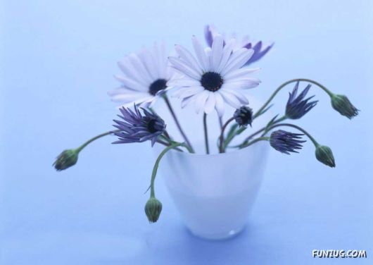 Click to Enlarge - Early Morning Glory Flowers