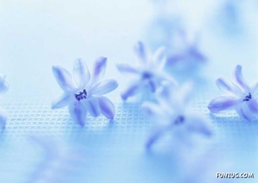 Click to Enlarge - Early Morning Glory Flowers