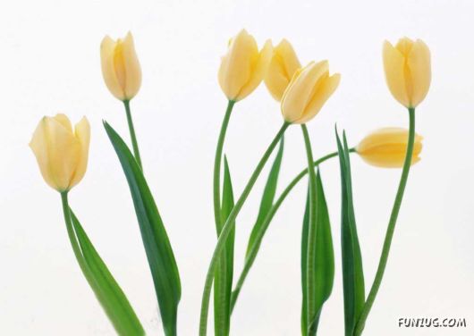 Click to Enlarge - Early Morning Glory Flowers