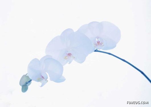 Click to Enlarge - Early Morning Glory Flowers