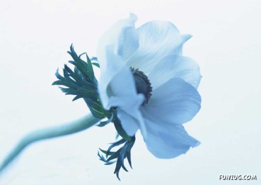 Click to Enlarge - Early Morning Glory Flowers