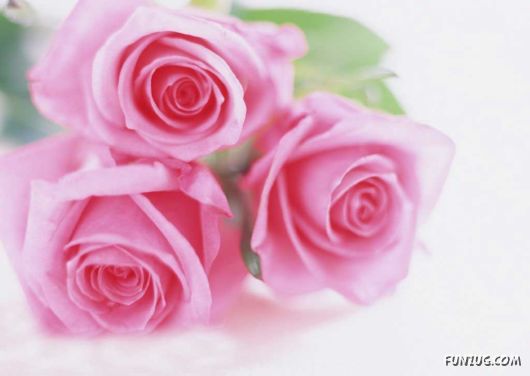 Click to Enlarge - Early Morning Glory Flowers