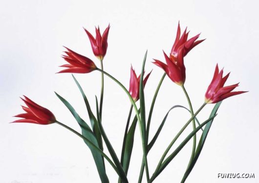 Click to Enlarge - Early Morning Glory Flowers