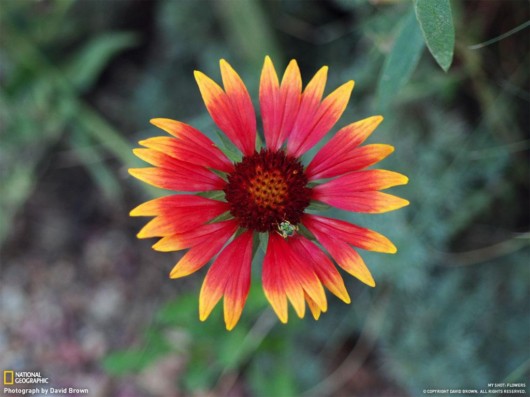 Click to Enlarge - Cool Nature Wallpapers by National Geographic